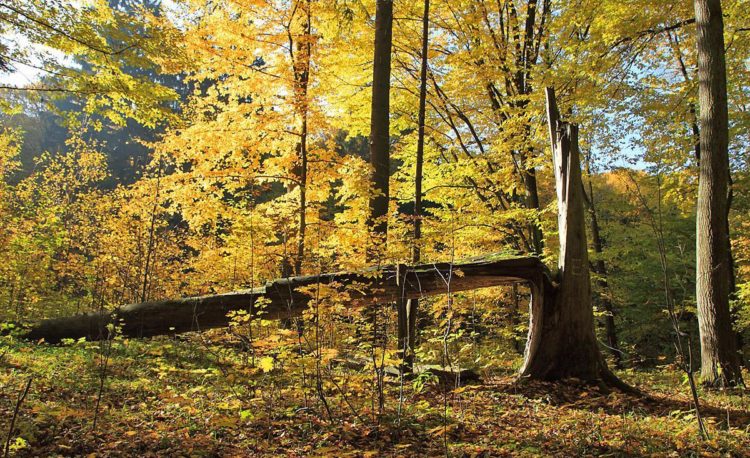 zdjęcie przedstawia las jesienny